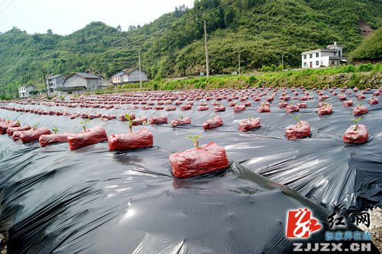 武陵源区“三招出击”助推农业产业发展