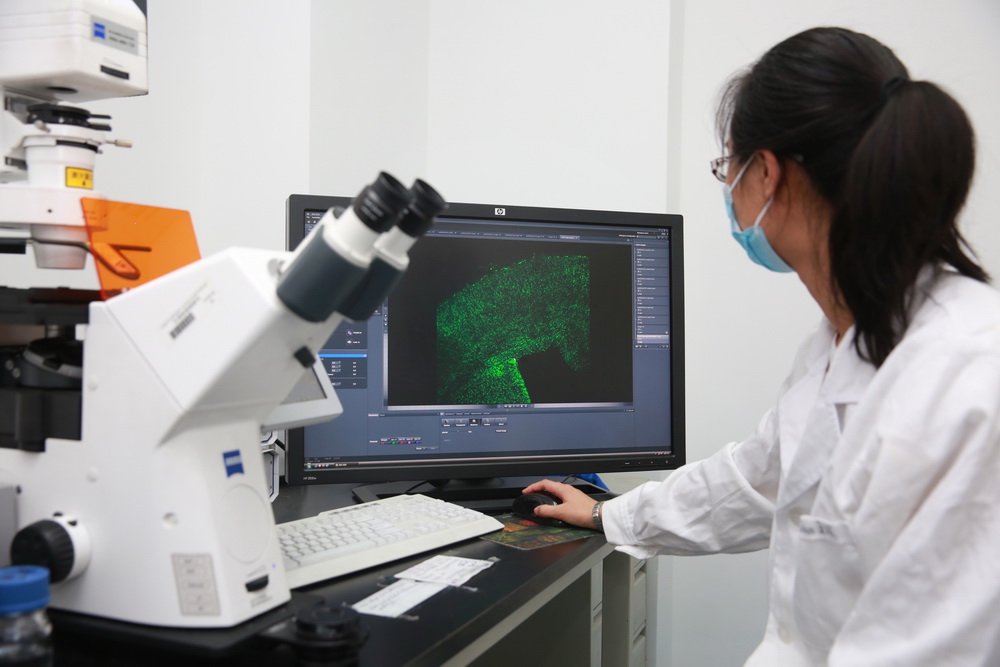 5月11日，在北京中国科学院遗传与发育生物学研究所，一名研究人员在展示感染寨卡病毒的哺乳动物小鼠神经干细胞图像。