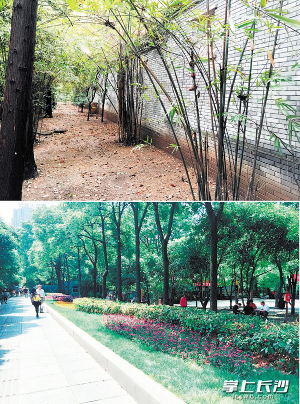 桂花公园围墙拆除前后对比照。 　　长沙晚报记者 周柏平 通讯员 曹锟宇 摄影报道