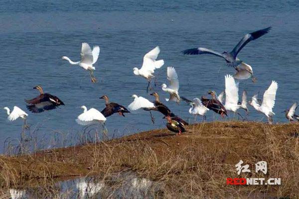 岳阳屈原管理区八里堤鸟类众多（资料图）。
