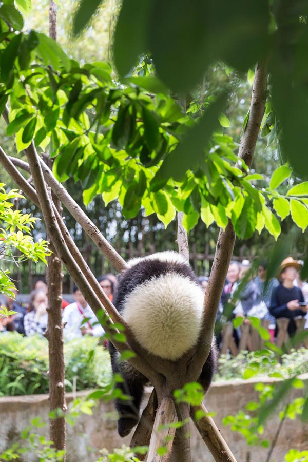 萌萌的熊猫