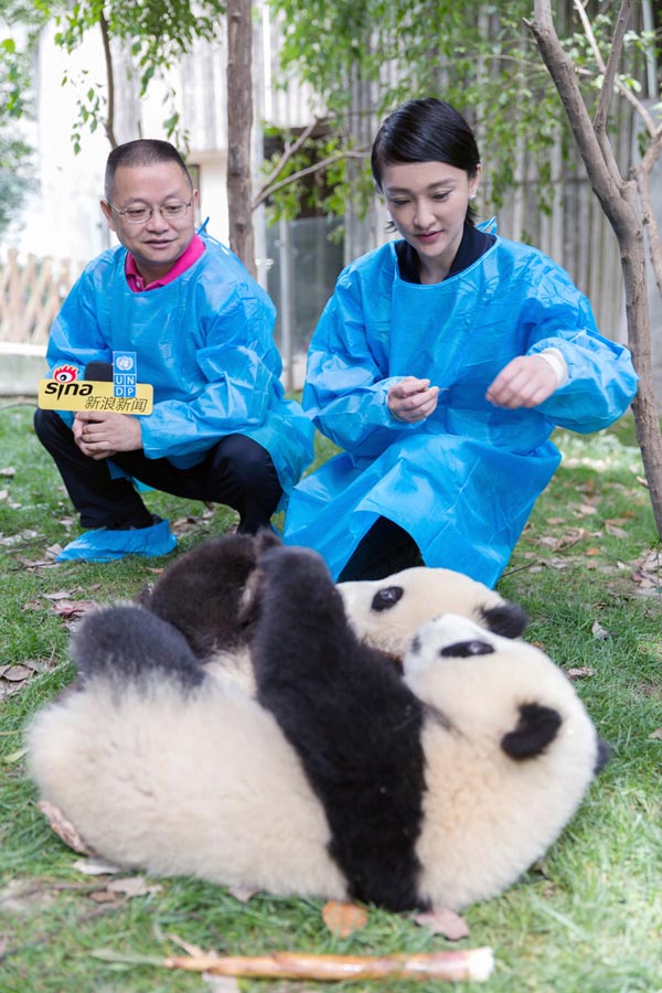 周迅和熊猫兄弟