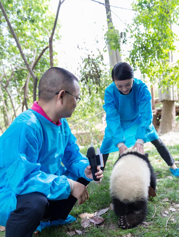 周迅和熊猫幼仔开心玩耍