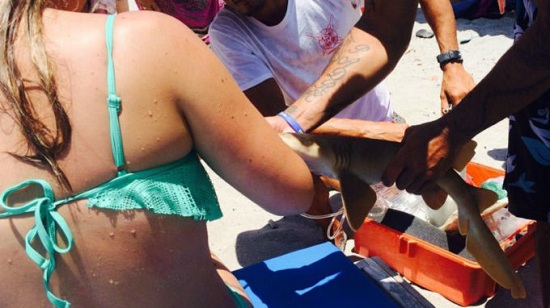 鲨鱼咬住游客手臂不松口连鲨带人被送医院(图)