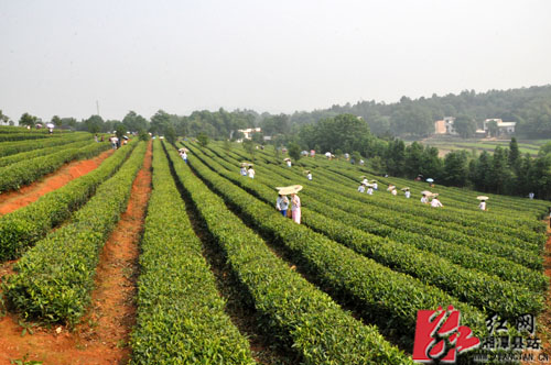 羊鹿茶种植基地。