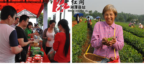 采茶活动现场掠影。 