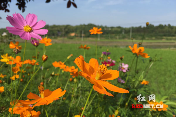 坝塘镇保安村农田旁的格桑花初夏盛开。