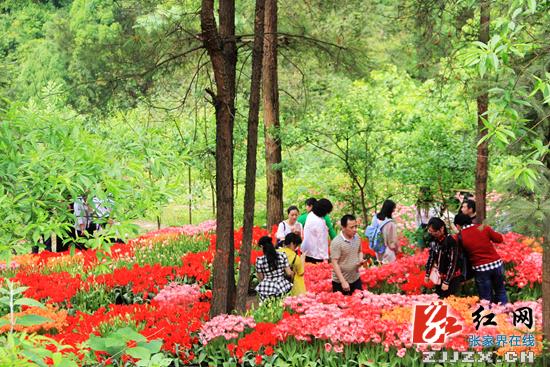 5月19日“中国旅游日”张家界老道湾度假景区对全球游免费开放