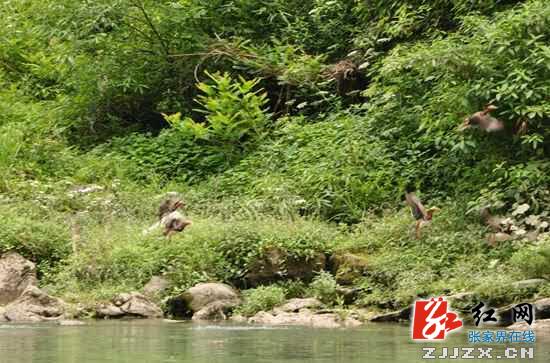 桑植：刘卫兵深入乡镇实地调研旅游资源分布情况