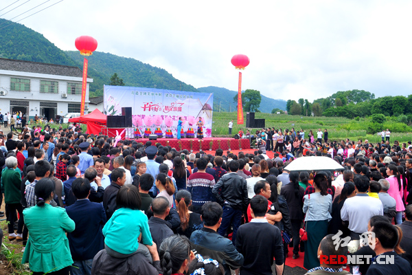 浏阳·小河第一届百合花文化旅游节，在浏阳市小河乡风景怡人的小溪河畔开幕。