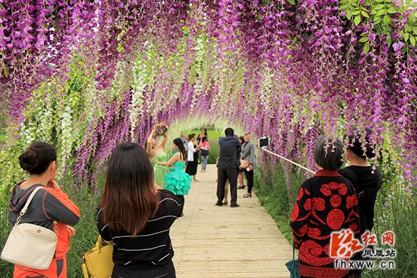 凤凰县薰衣草庄园盛大开园