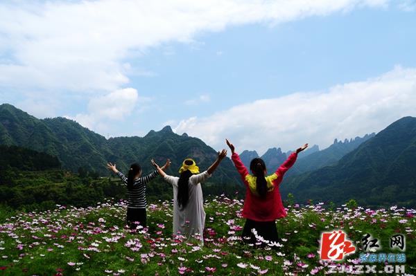 五月遇上格桑花  张家界武陵源一乡村初夏风光迷人