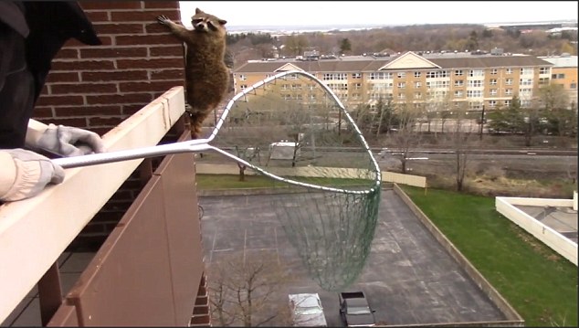 浣熊调皮捣蛋搞破坏变身“蜘蛛熊”胜利大逃亡