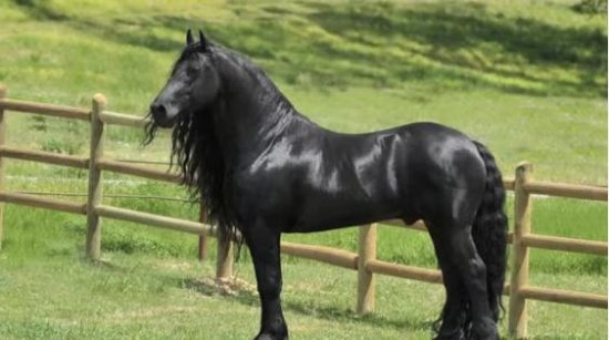 画面太美!黑马“长发”飘逸似名模迷倒无数网友