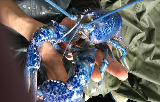 海洋之神眷顾加拿大渔民接连捉到幸运蓝龙虾（图）