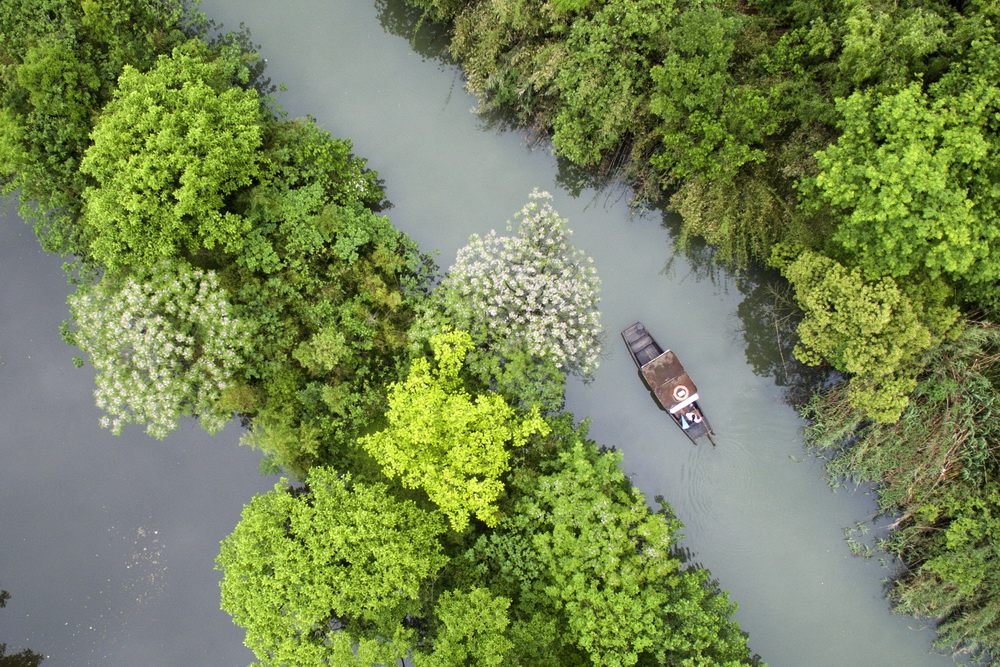 空中俯瞰杭州西溪湿地一景（5月2日摄）。 新华社记者黄宗治摄