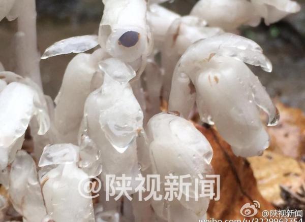 最近,周至殿镇的徐先生在田峪景区发现了一种叫做“死亡之花”的植物,株高十多厘米,一簇一簇的生长,浑身晶莹剔透,非常罕见。徐师傅说他是在山上树林下的腐叶上见到,不知为何物。
