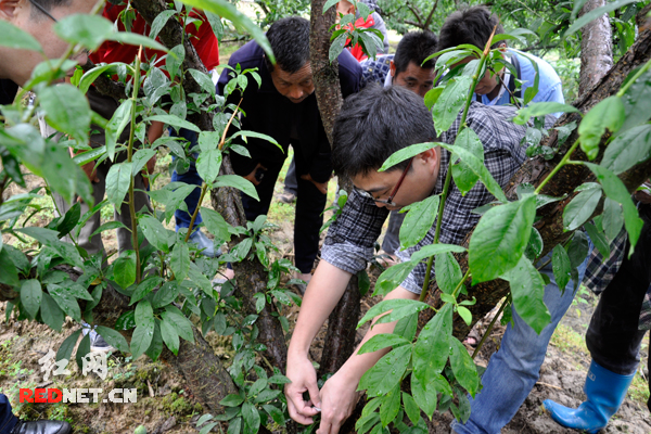 湖南省林科院森林保护所李密博士（右一）指导村民用花绒寄甲治理天牛虫害。