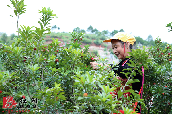 靖州杨梅红了!首批靖州杨梅杨梅节上市