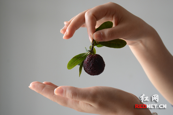 新化杨梅有红梅，乌梅，东魁三个品种。红梅是早熟品种，每年六月八号左右成熟，个大通红，汁多味甜