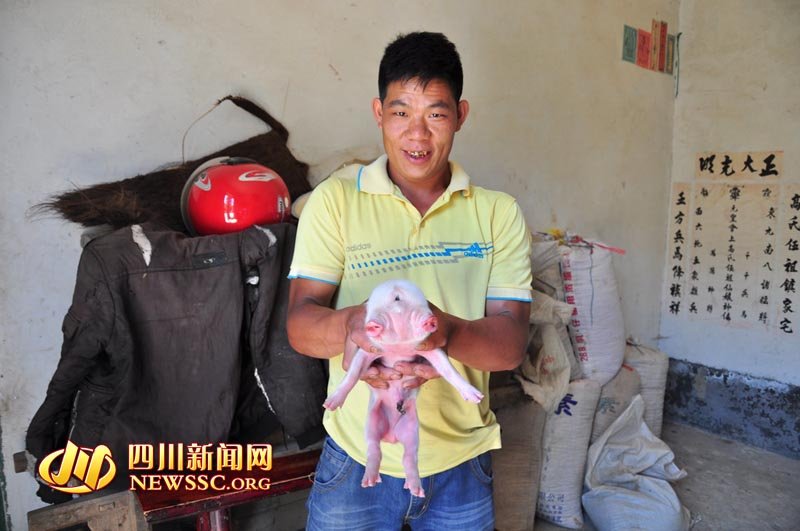 5日下午4点左右,钟国远家的母猪产仔,一窝下了14只,一只夭折。存活的13只猪崽中,一只长着三只眼睛、两张脸,刚开始把钟远国吓了一跳:他见过无数猪崽,还是头一回见这种“怪胎”。图为“怪猪”。