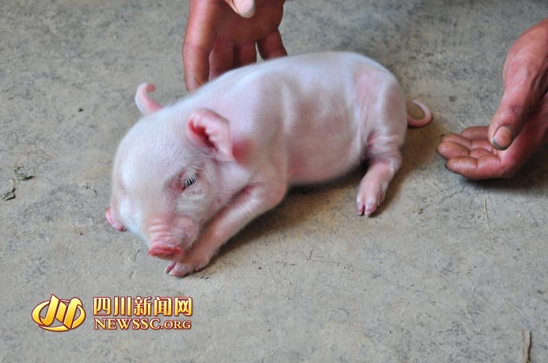 据钟国远的妻子万元琴介绍,她家的母猪喂了3年了,已经下过5窝小猪。平时喂养的也就是猪草、苞谷面这些,母猪这次怀孕后也没有什么异常。钟国远的儿子钟旭龙说:“昨天这个怪猪生下来后,就有很多人来看,有人出2000块钱向我买,我没答应。我要把这个猪喂起来,等把它喂大了再说卖不卖的事。”图为“怪猪”。 5日,家住四川泸州古蔺县护家镇凤田村5组村民钟国远家的一头母猪产下一只怪猪,这只小猪长了两张脸、三只眼。不到一天时间,已有上百人络绎不绝地从远近各地赶到钟国远家“看稀奇”。余其松 黄剑 记者 岳东