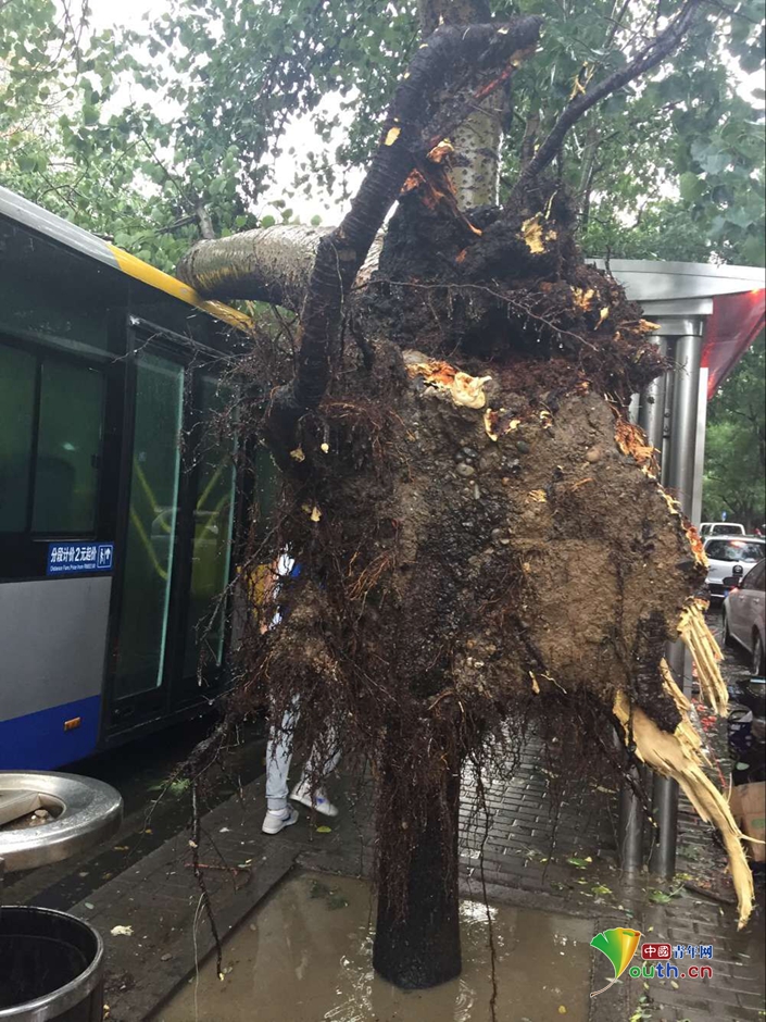 北京突降暴雨:大树被连根拔起砸中公交车