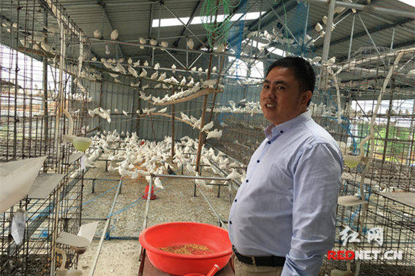 蒋小毛正在和村里菌业合作社的人员说今年菌业养殖存活率的问题。