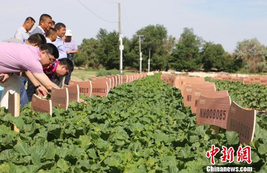 新疆哈密推98元“私人订制”瓜20亩瓜田订购一空