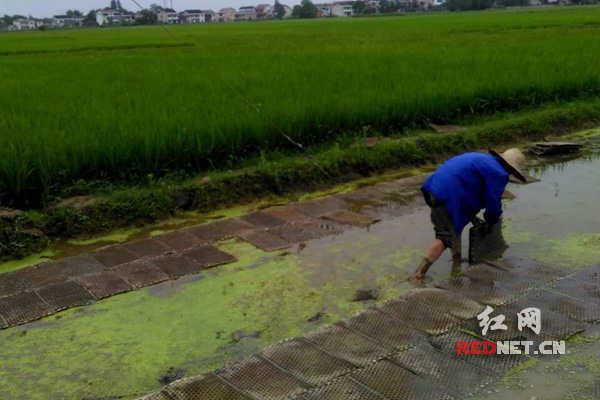 昌冬良在稻田忙农活。