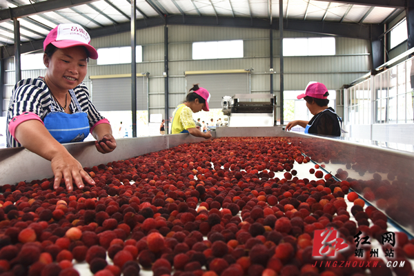 靖州再添一杨梅榨汁生产线 可产千吨杨梅汁