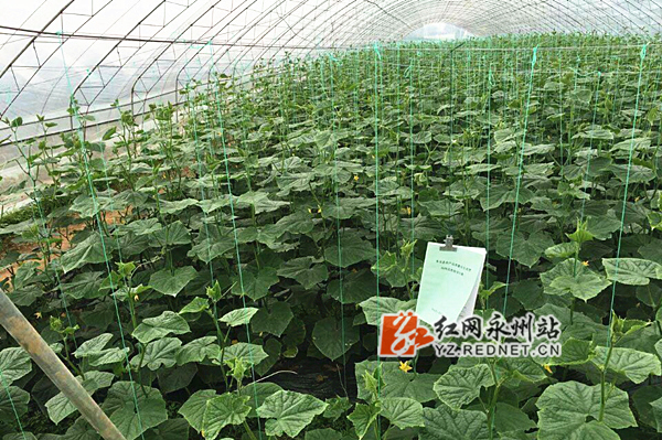 基地蔬菜种植