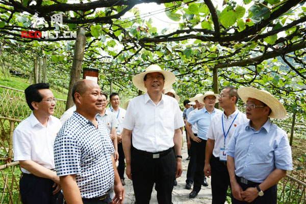 湖南省委书记、省人大常委会主任徐守盛来到怀化考察，他走进葡萄园，了解种植成本、产量、收成等情况。