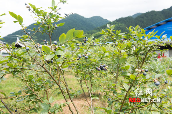五郎溪村的蓝莓第一年开始挂果，收获在望。