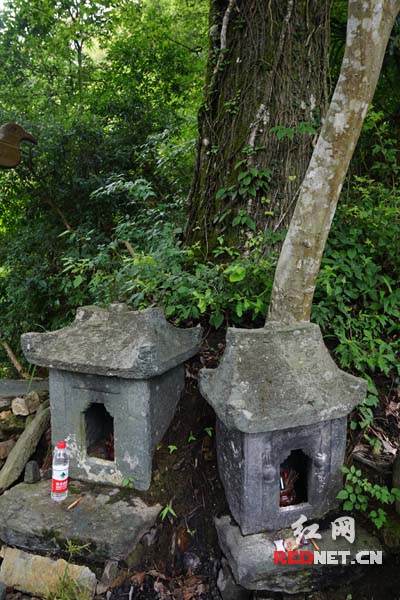 岩脚侗寨寨中声名远播的土地神庙，依靠着枫树，寨里人称之为“枫树之恋”。