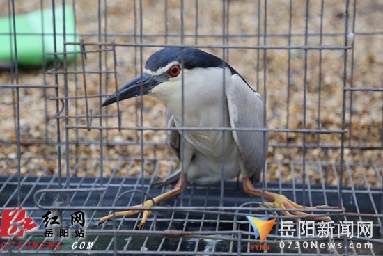 农民偶抓珍稀动物夜鹭 岳阳志愿者救回后放飞(图)