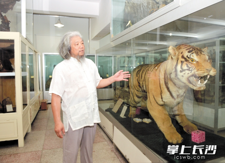 　　在湖南师大生物研究所的动物标本馆，邓学建正在介绍“镇馆之宝”——长沙唯一的华南虎标本。 他期待华南虎早日在金井实现繁育野化。长沙晚报记者 邹麟 摄