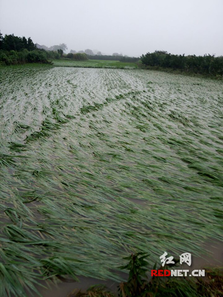 石门县夹山镇马塔村被洪水冲毁的水稻