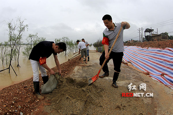 益阳市资阳区人民法院干警正在大堤上加固堤坝。