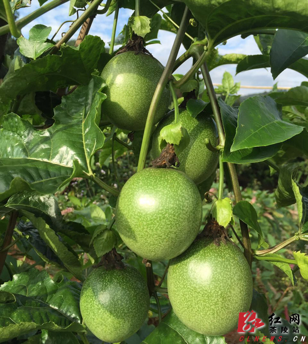茶陵县成功引进种植水果新品种百香果