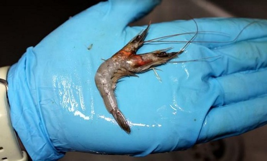 澳大利亚水族馆发现罕见双头虾险些拿去喂鱼（图）