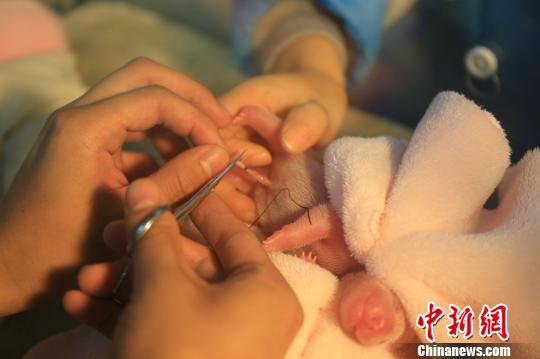 奥运会吉祥物大熊猫“晶晶”原型产下一对“姐妹花”