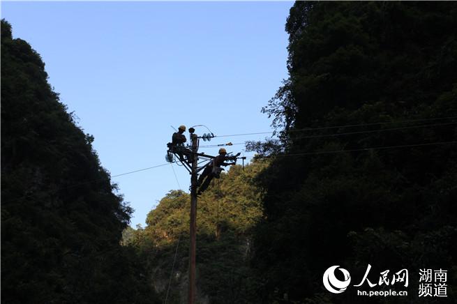 在立好的临时电线杆上，电力工人爬上去作业 石可君摄