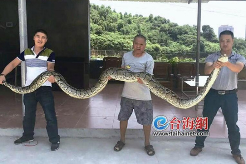 　在泉州安溪县一村庄被抓，重达61斤，为近年来最大
