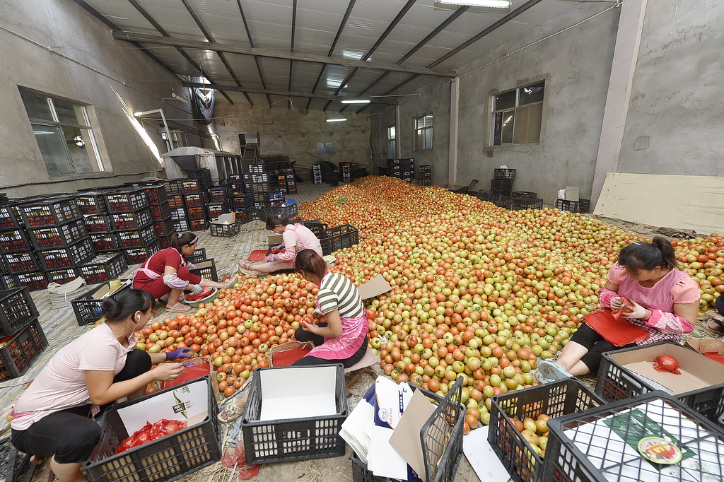宁夏灵武市梧桐树乡一家西红柿收购点，工人们正在将西红柿装箱准备外运至福建销售。虽然今年的收购价偏低，但是为了不让西红柿烂在地里，不少蔬菜经纪人赔本也要将西红柿销售出去（8月2日摄）。 新华社记者 彭昭之 摄