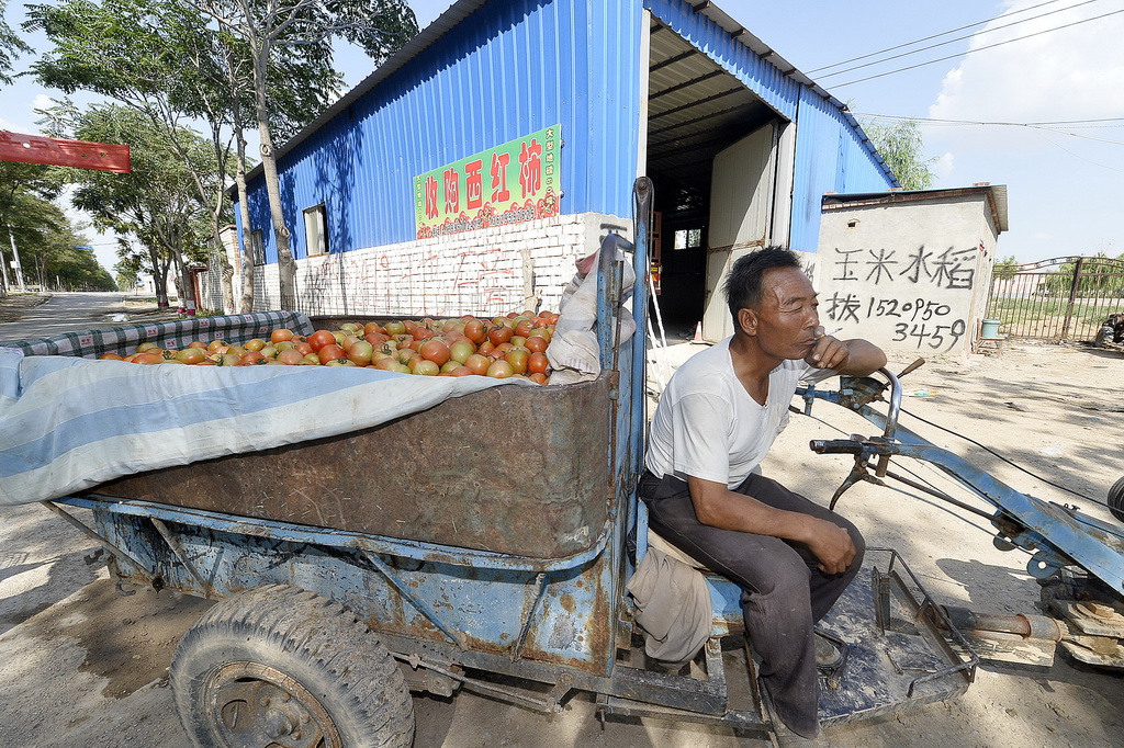 宁夏灵武市梧桐树乡陶家圈村，一位菜农正拉着他的西红柿四处寻求收购（8月2日摄）。