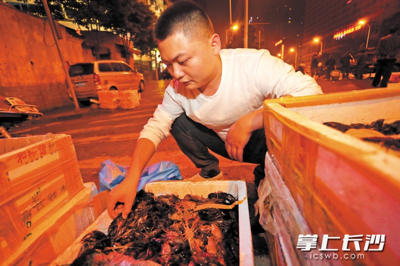 图为凌晨的西长街，小龙虾微店老板正在挑选最鲜活的小龙虾。长沙晚报记者 陈飞 摄