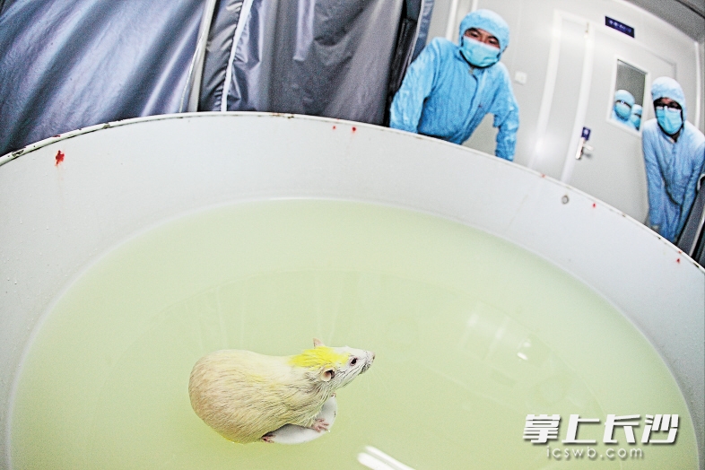 游泳累了，大白鼠爬到“安全岛”上休息。长沙晚报记者 陈飞 摄