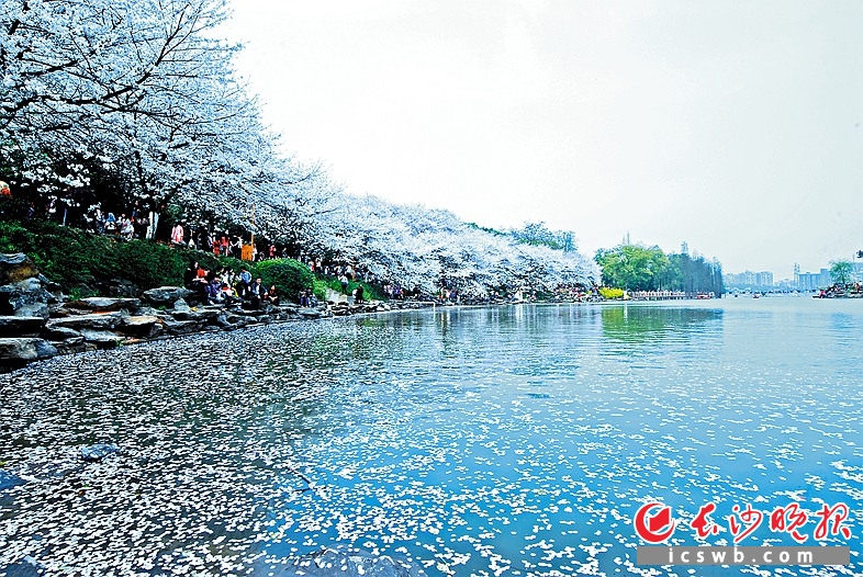 湖南省森林植物园里的落樱湖风光旖旎，是生态宜居雨花的标志。 雨花区宣传部 供图