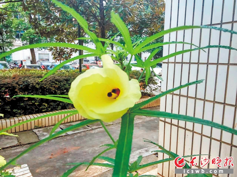 花儿开了。